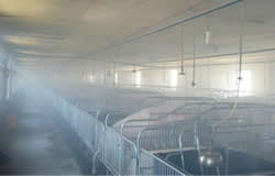 humidification for pig farm