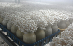humidification for edible mushrooms